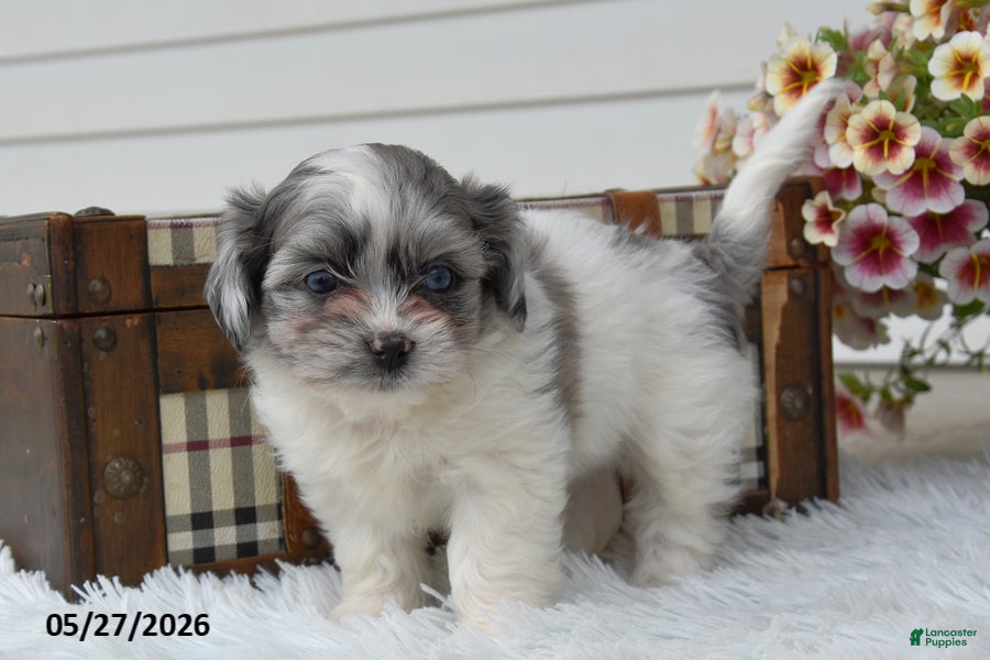 Mixed Breed dogs Chase - Ad 1