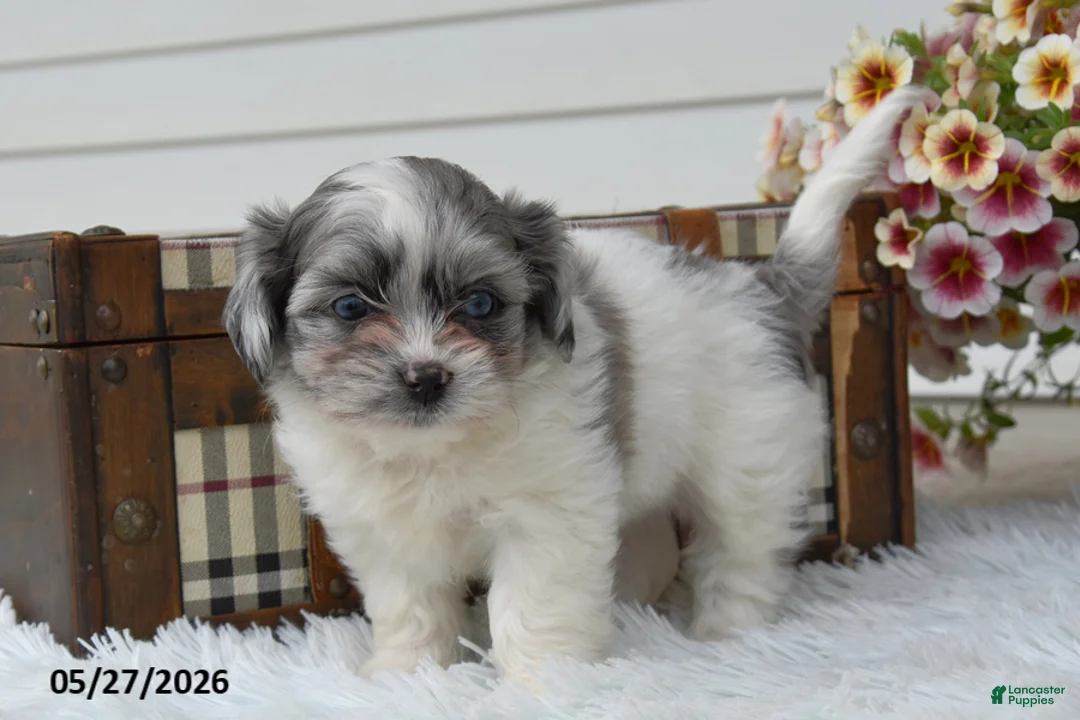 Mixed Breed dogs for sale: Chase - Ad 1