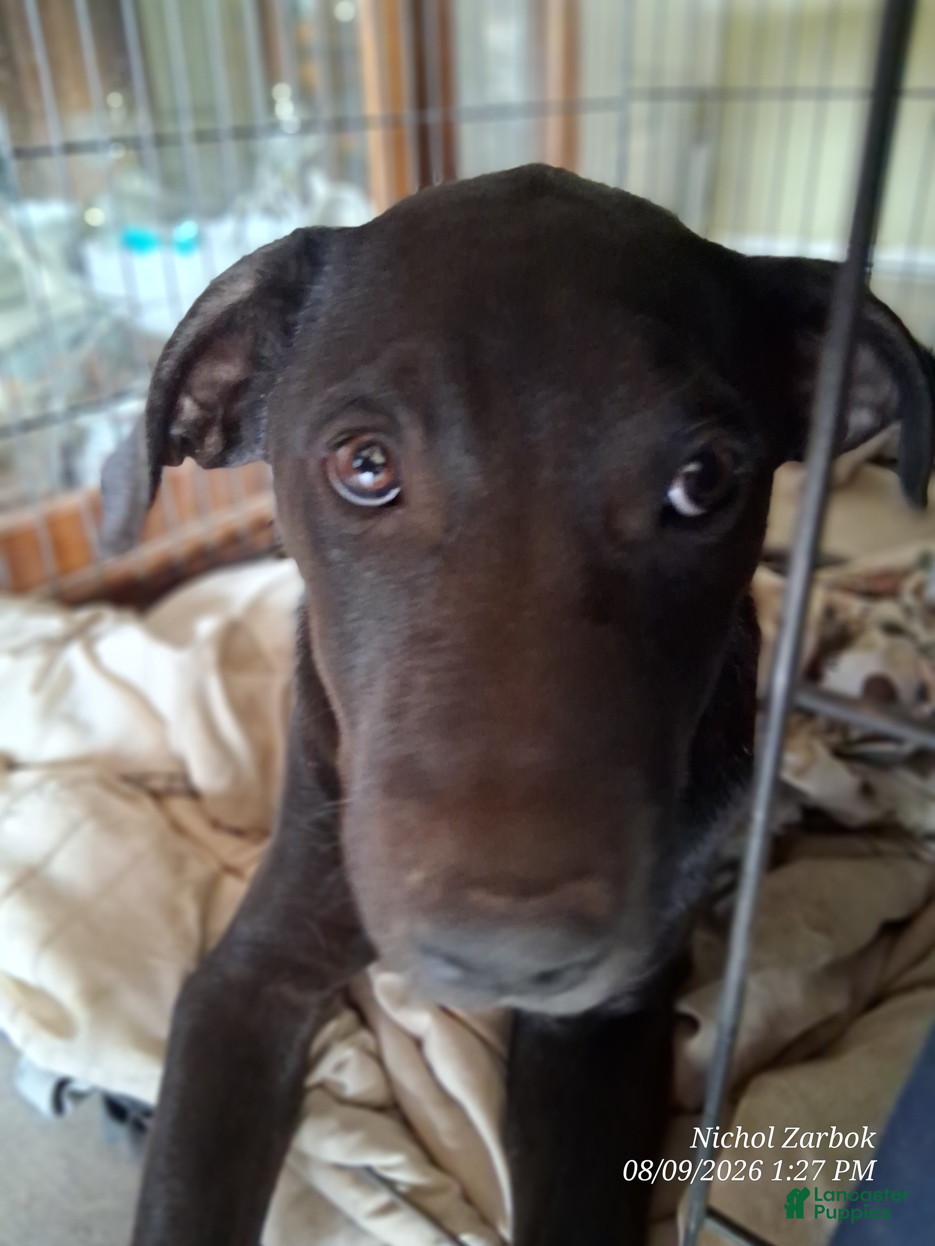 Mixed Breed dogs Baby Boy - Ad 13