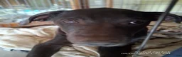 Mixed Breed dogs for sale: Baby Boy - Ad 1