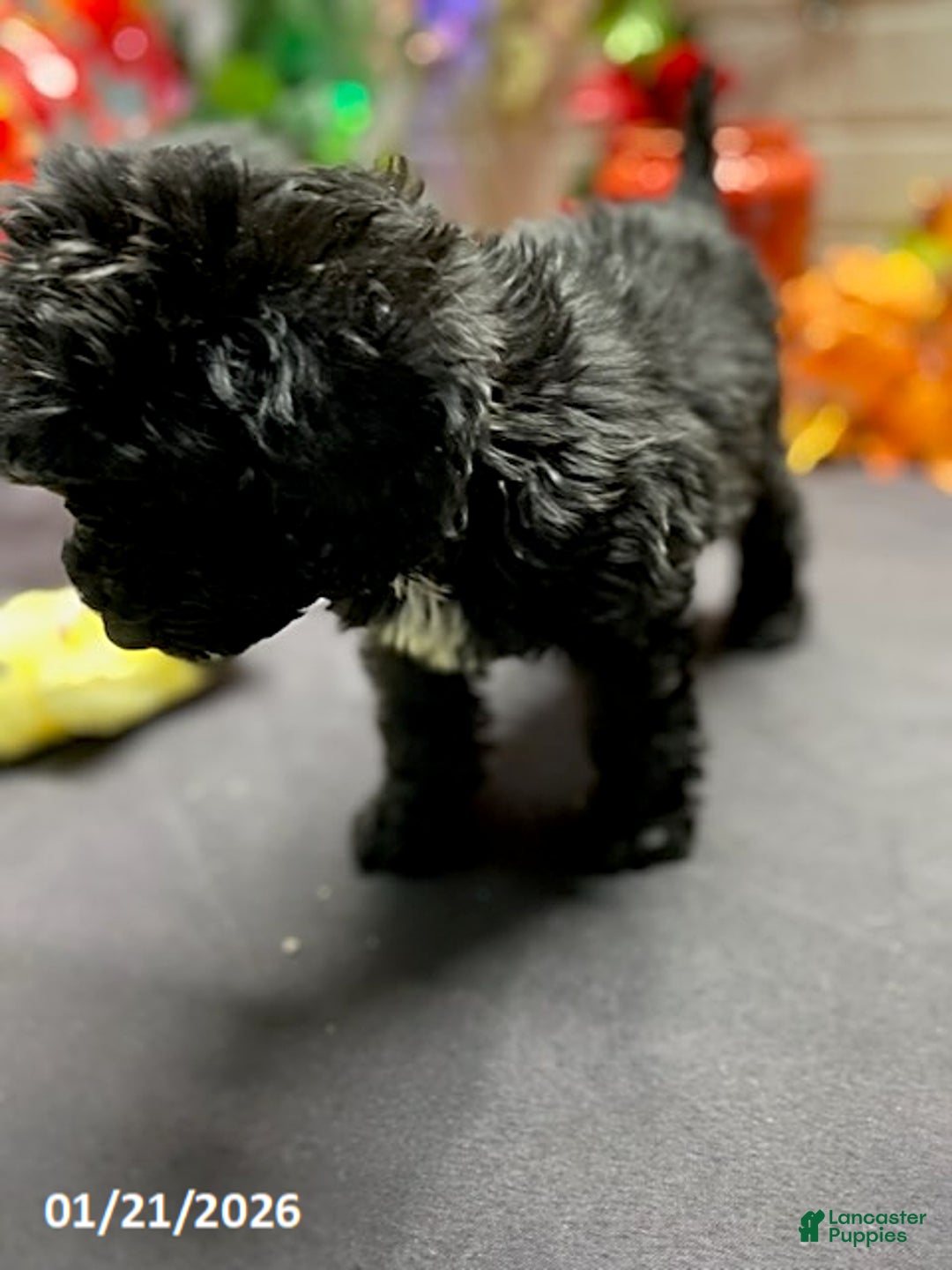 Cockapoo dogs for sale: Ace - Ad 2