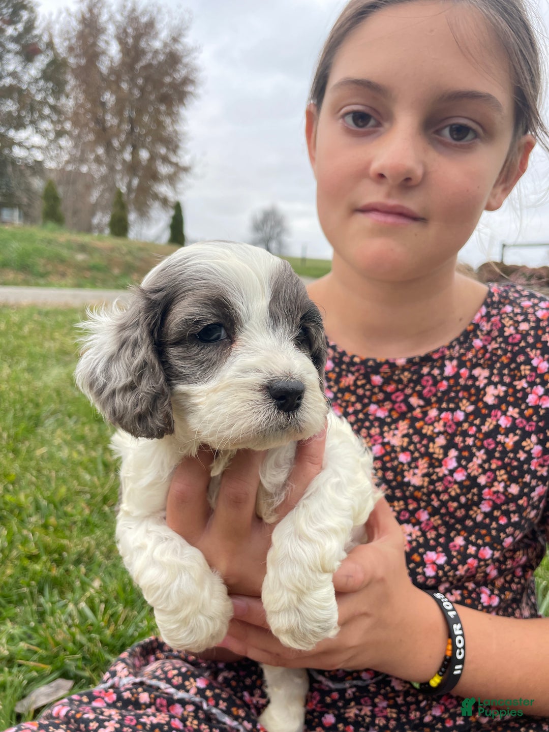 Cockapoo dogs for sale: Noel - Ad 2