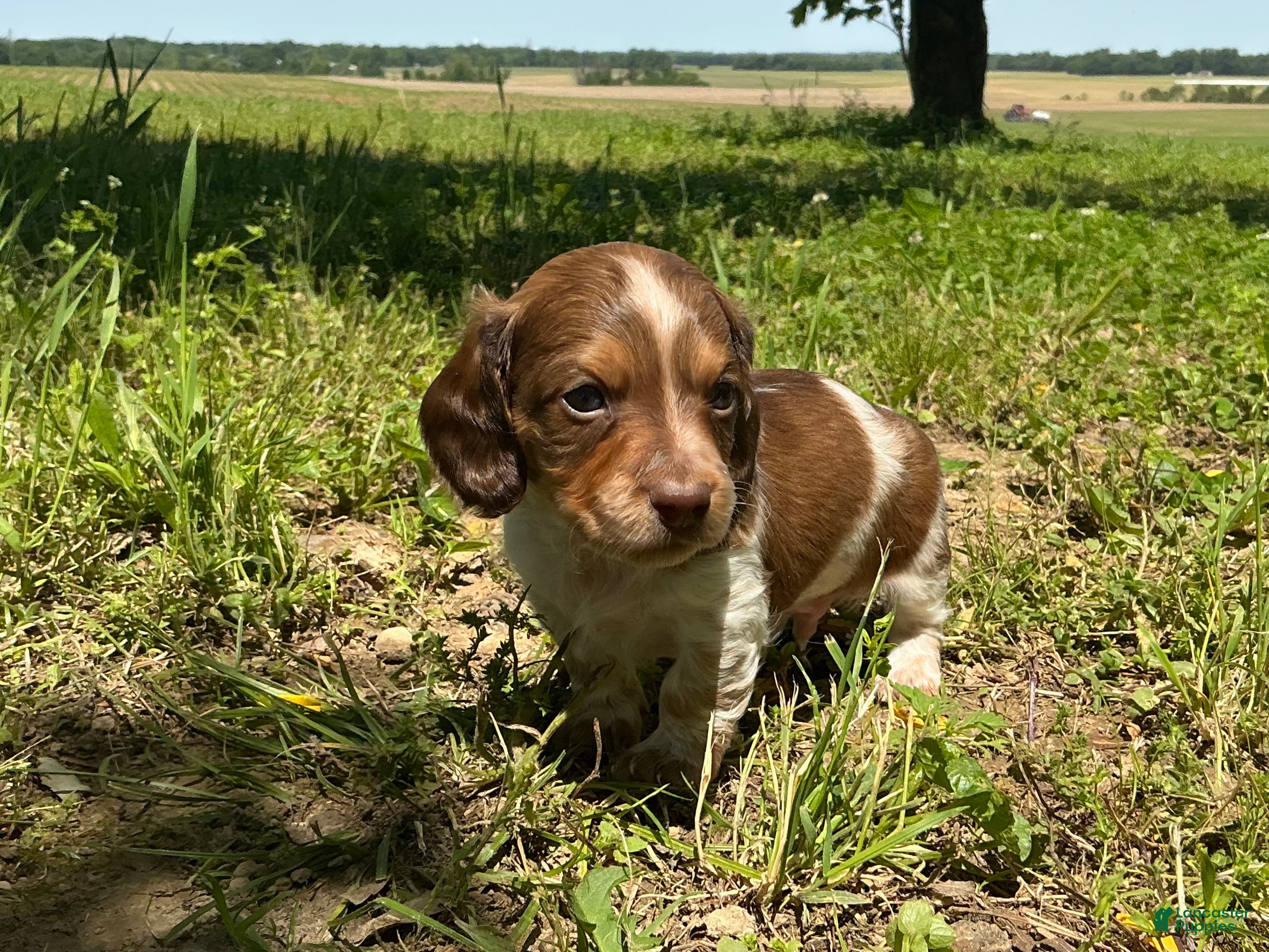 Miniature Dachshund dogs Atlas-Stunning Symmetrical Tan & White Piebald Long-Haired AKC Male!  - Ad 9