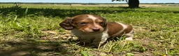 Miniature Dachshund dogs for sale: Atlas-Stunning Symmetrical Tan & White Piebald Long-Haired AKC Male!  - Ad 1