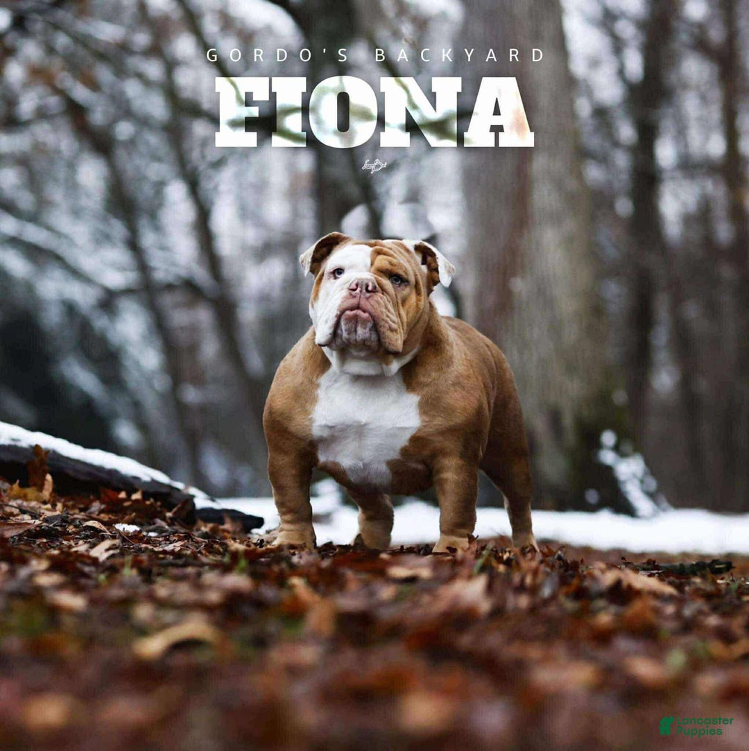 English Bulldog dogs for sale: English Bulldog Puppy 1 - Ad 7