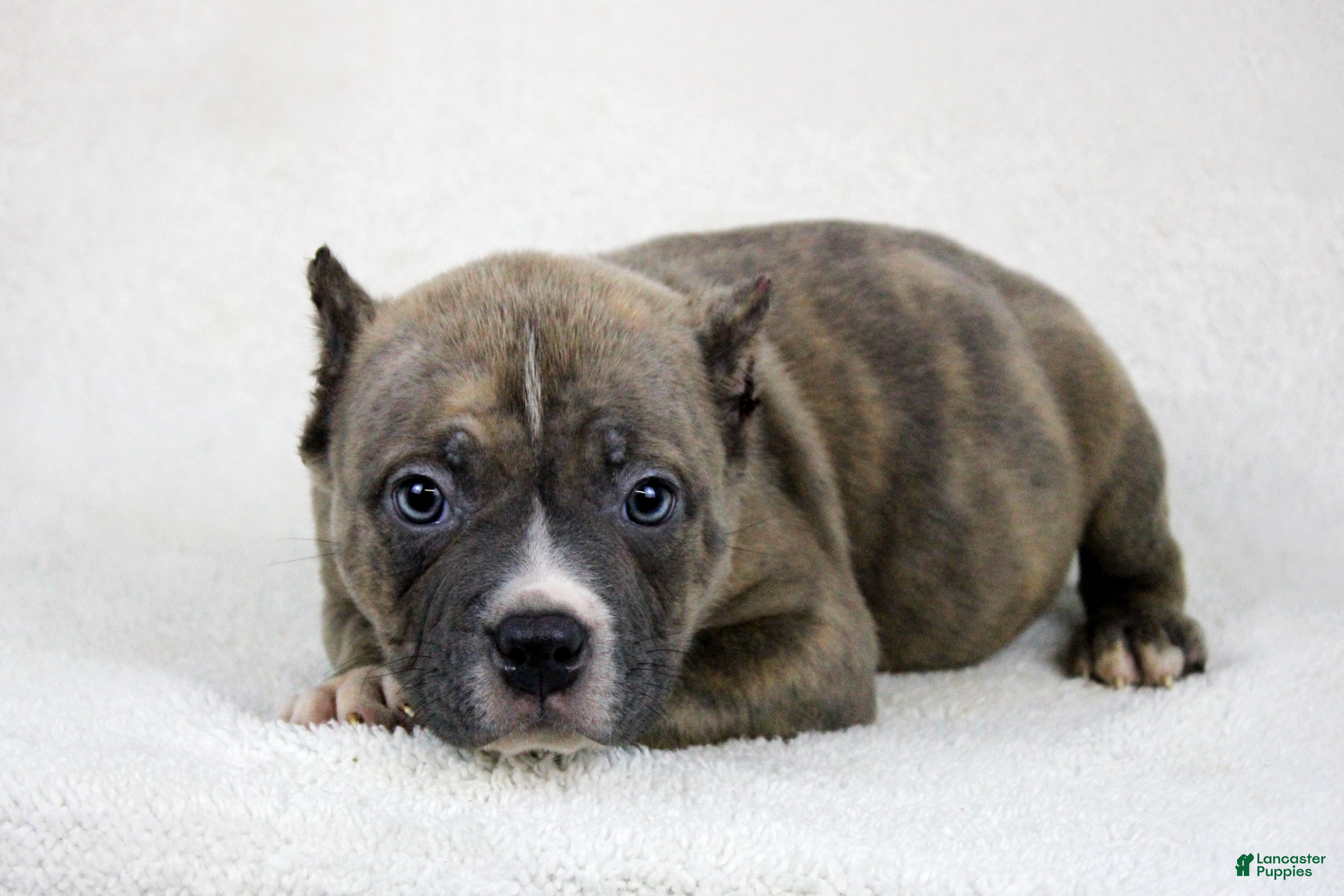 American Bully dogs Brindle Male - Ad 2