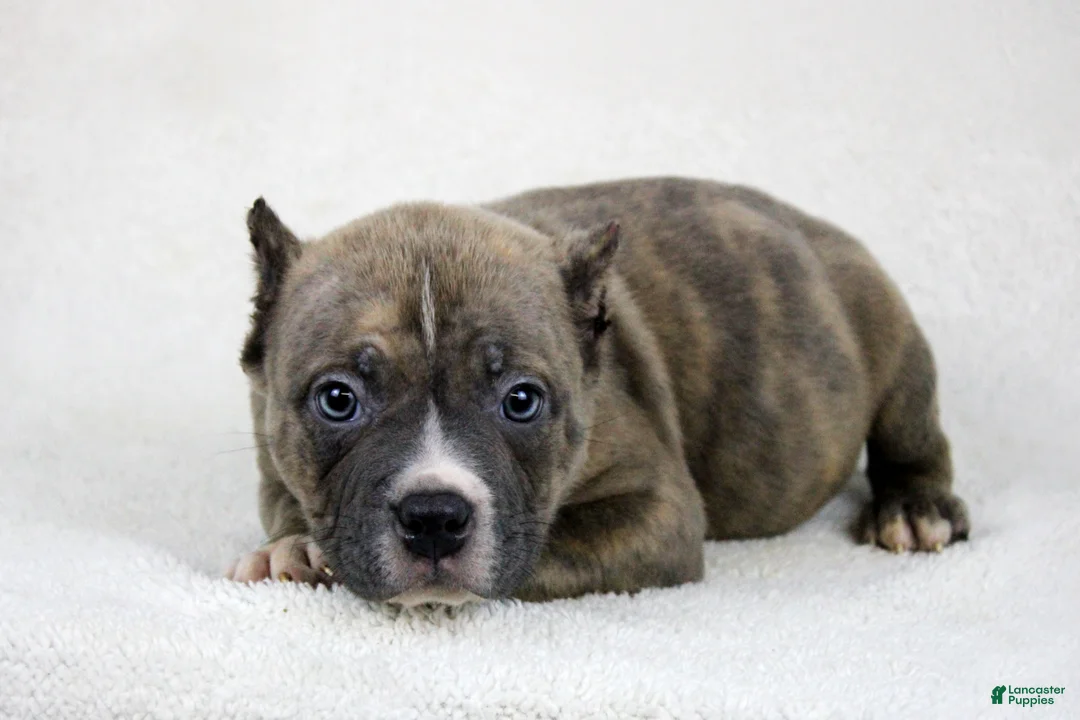 American Bully dogs for sale: Brindle Male - Ad 2
