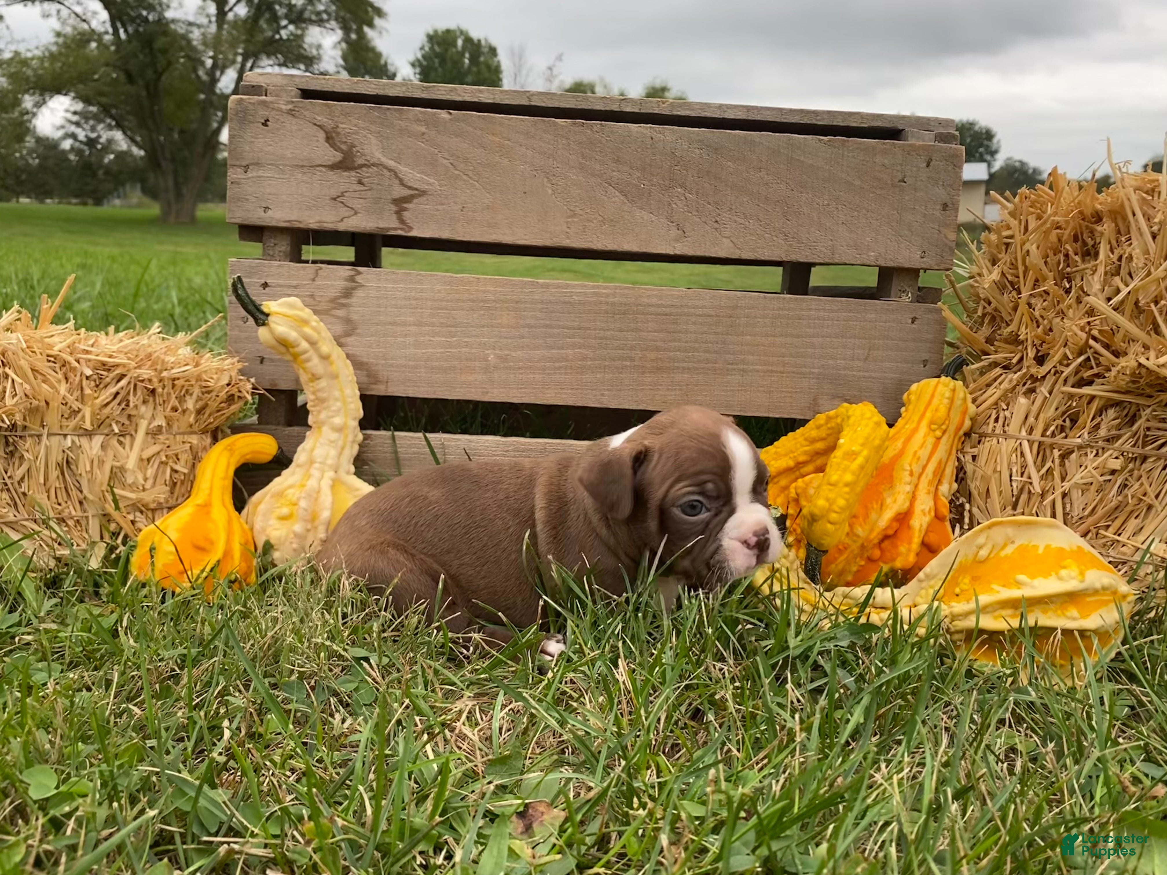 Boston Terrier dogs Gunner - Ad 2