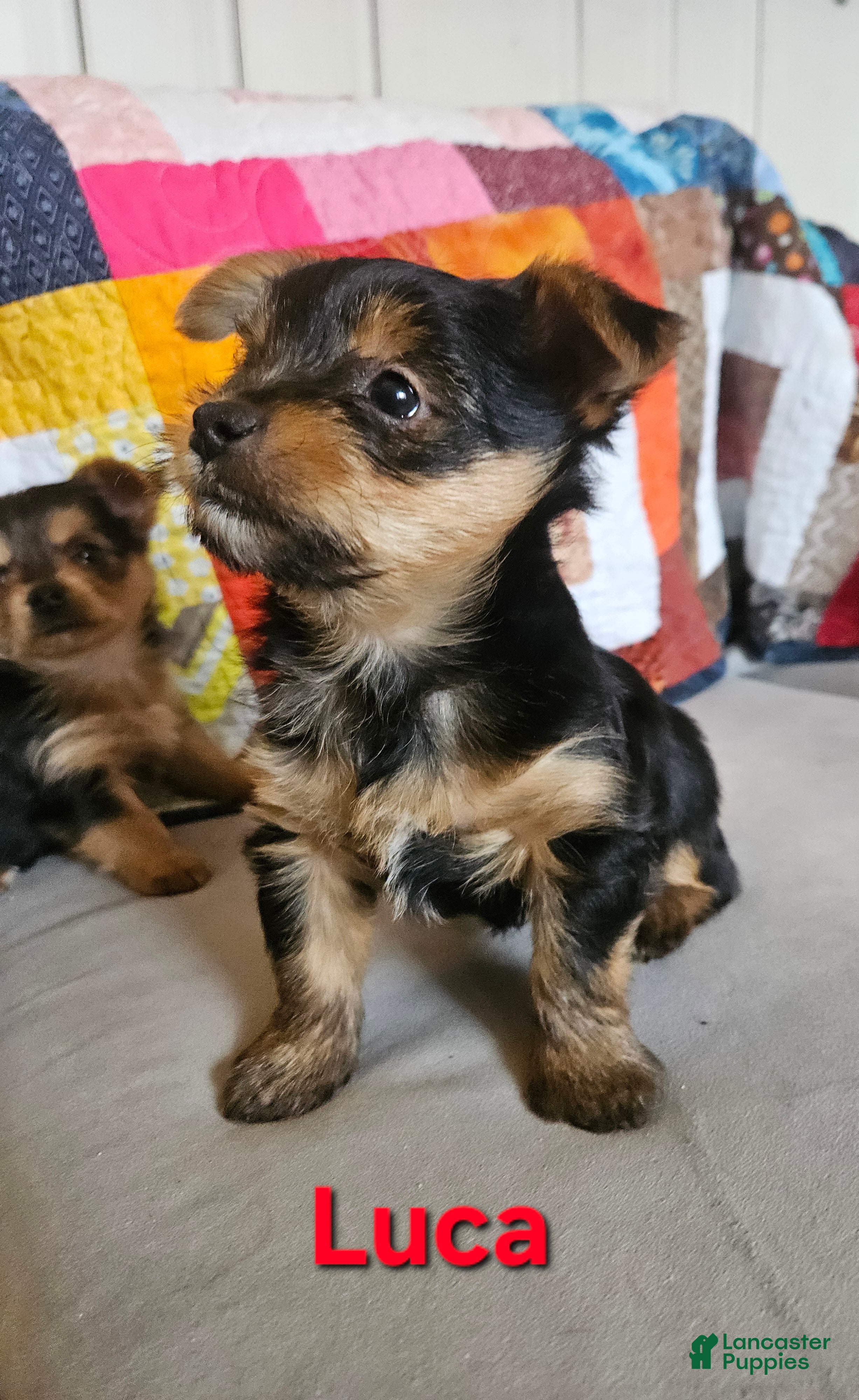 Yorkshire Terrier dogs Luca - Ad 2