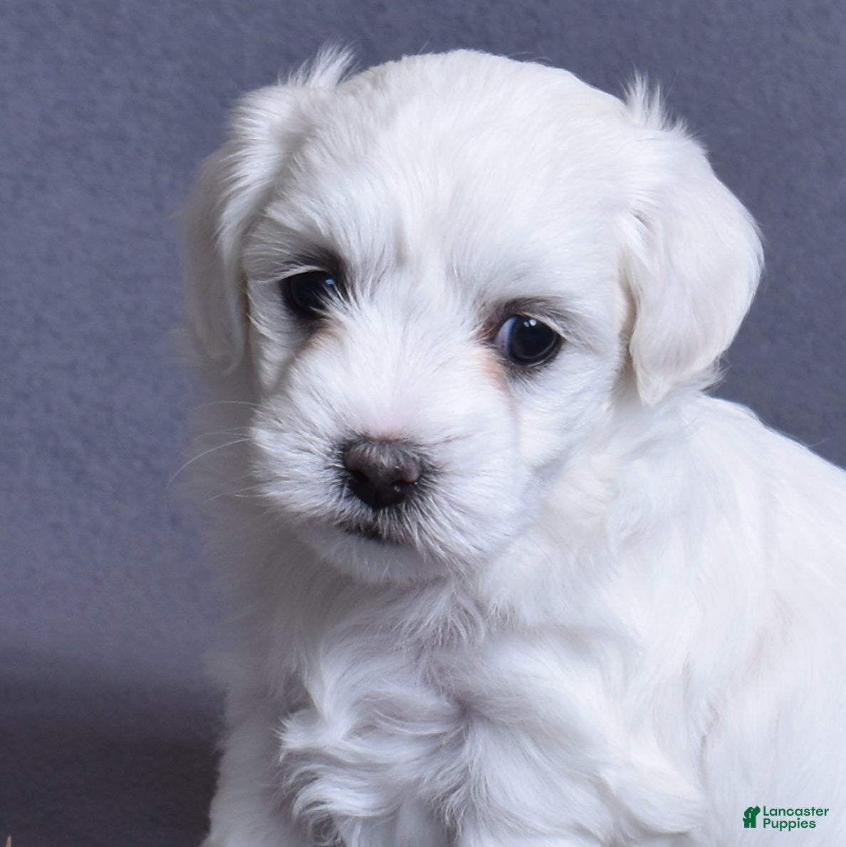 Coton De Tulear dogs Angel - Ad 1