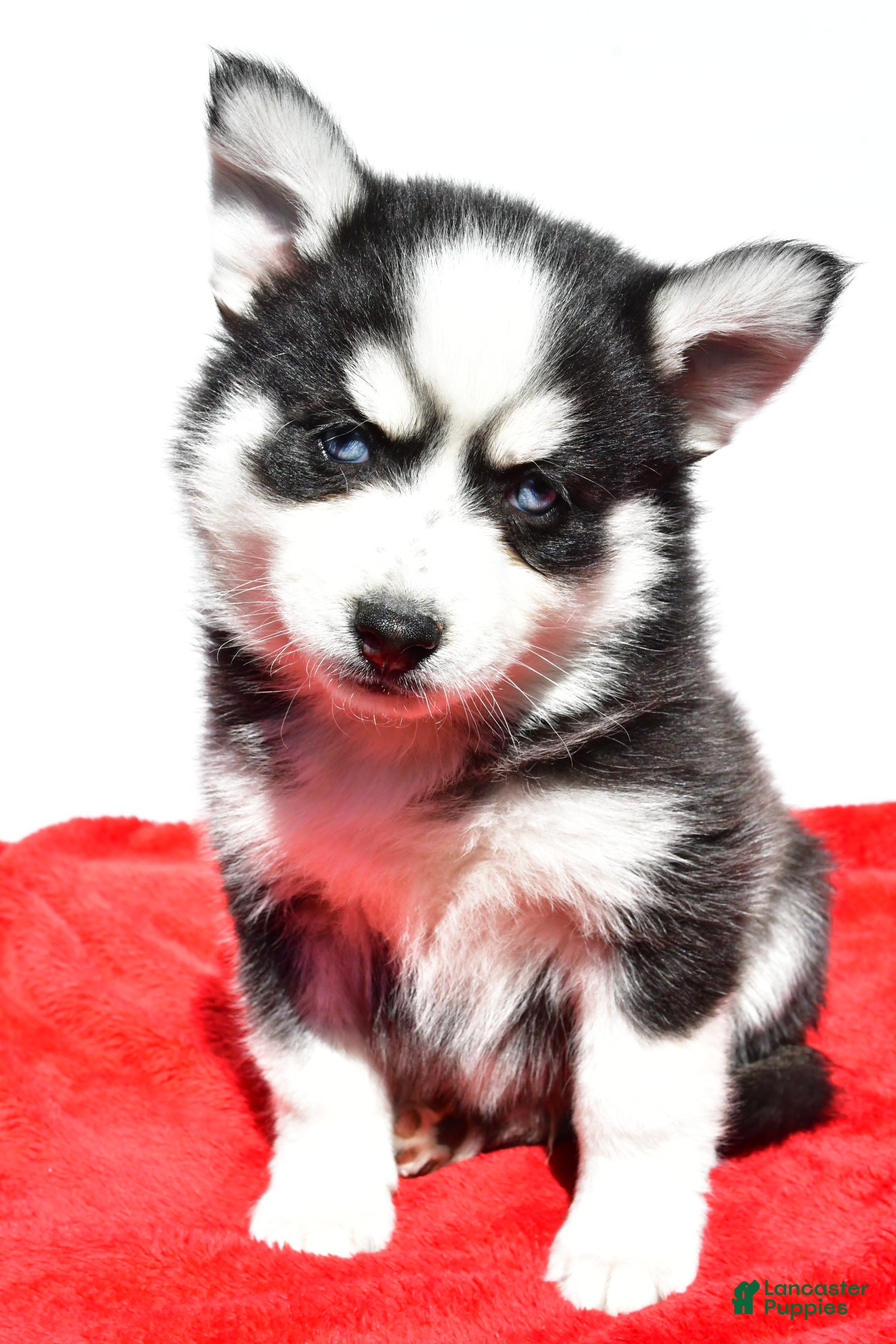 Pomsky dogs Cody - Ad 22