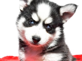 Pomsky dogs Cody - Ad 39