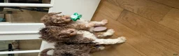 Bernedoodle dogs for sale: GINGER - Ad 3