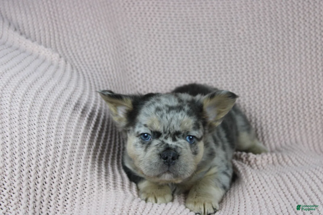 French Bulldog dogs for sale: Tommy - Ad 2