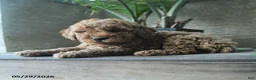 Miniature Poodle dogs for sale: Voilet - Ad 3
