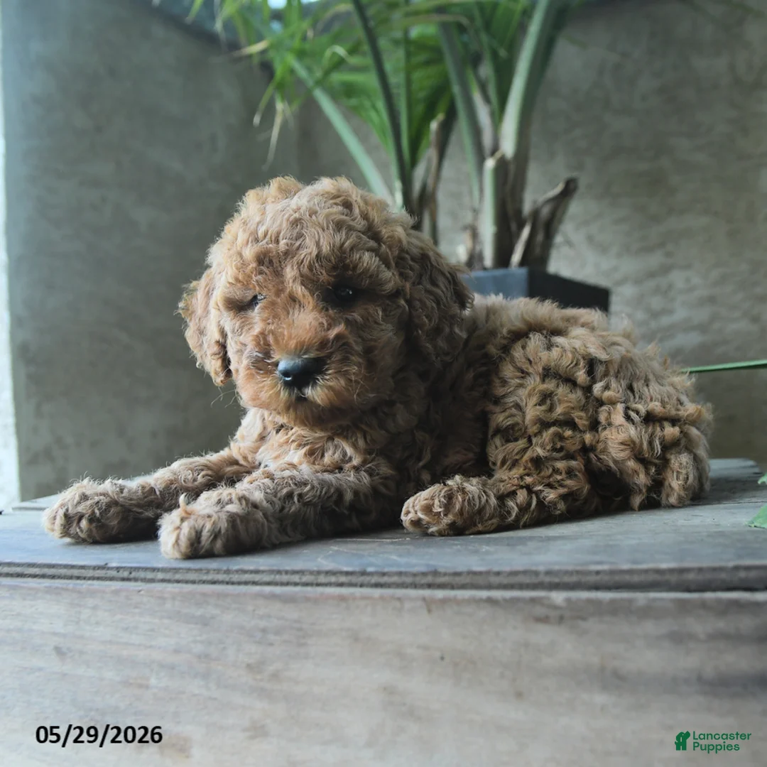 Miniature Poodle dogs for sale: Voilet - Ad 3