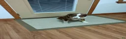 Aussiedoodle dogs for sale: Aussiedoodle 4 - Ad 4