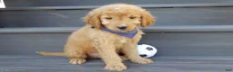 Mini Goldendoodle dogs for sale: Rover (medium) - Ad 4