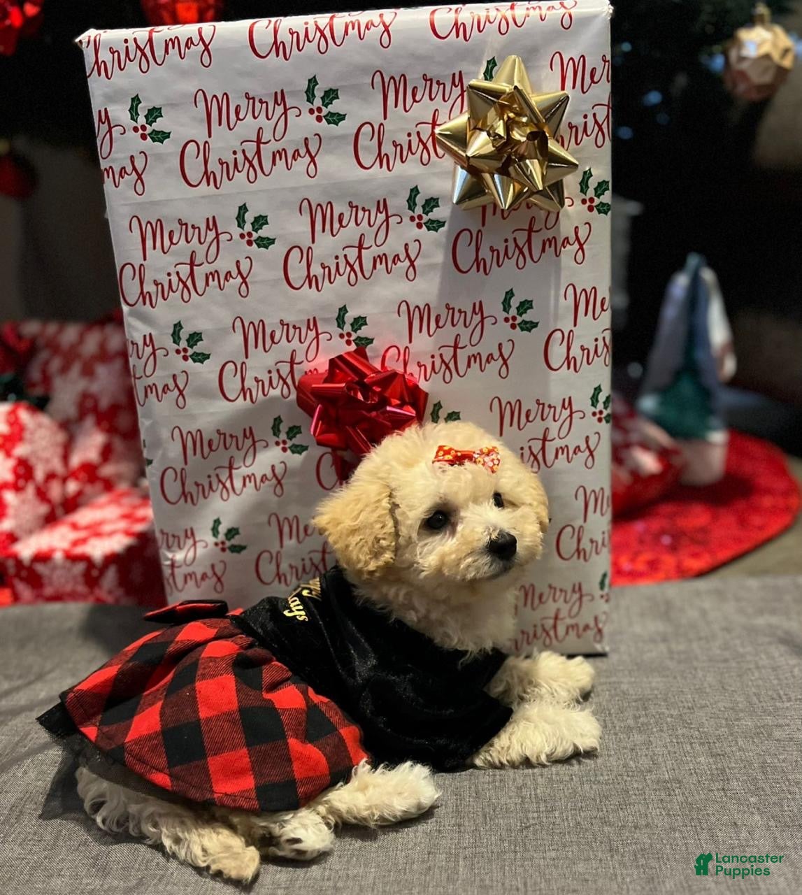 Maltipoo dogs Lola - Ad 1