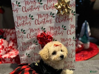 Maltipoo dogs Lola - Ad 1