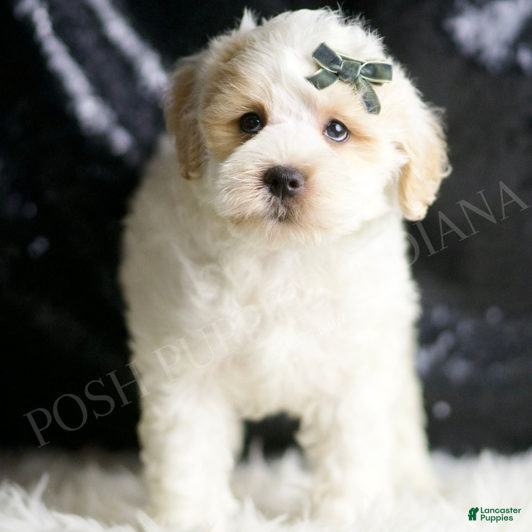 Maltipoo dogs Cedar - Ad 34