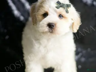 Maltipoo dogs Cedar - Ad 35