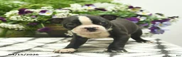 Boston Terrier dogs for sale: Monroe  - Ad 3