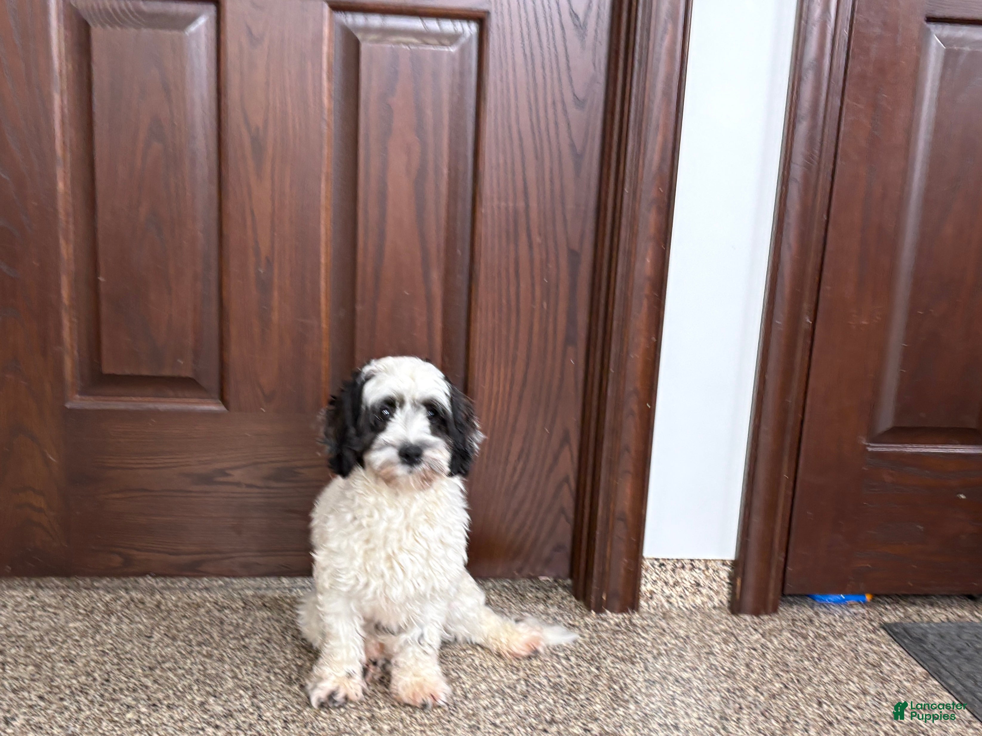 Mixed Breed dogs Katie - Ad 31