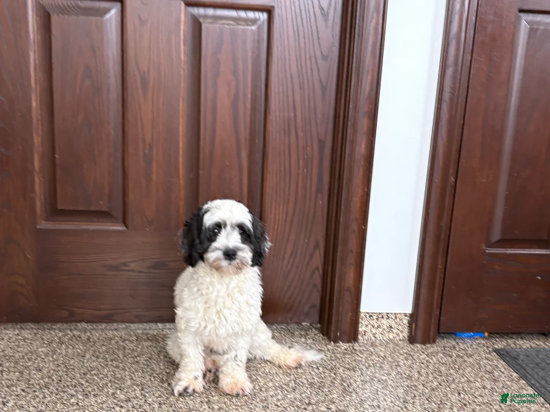 Mixed Breed dogs for sale: Katie - Ad 1