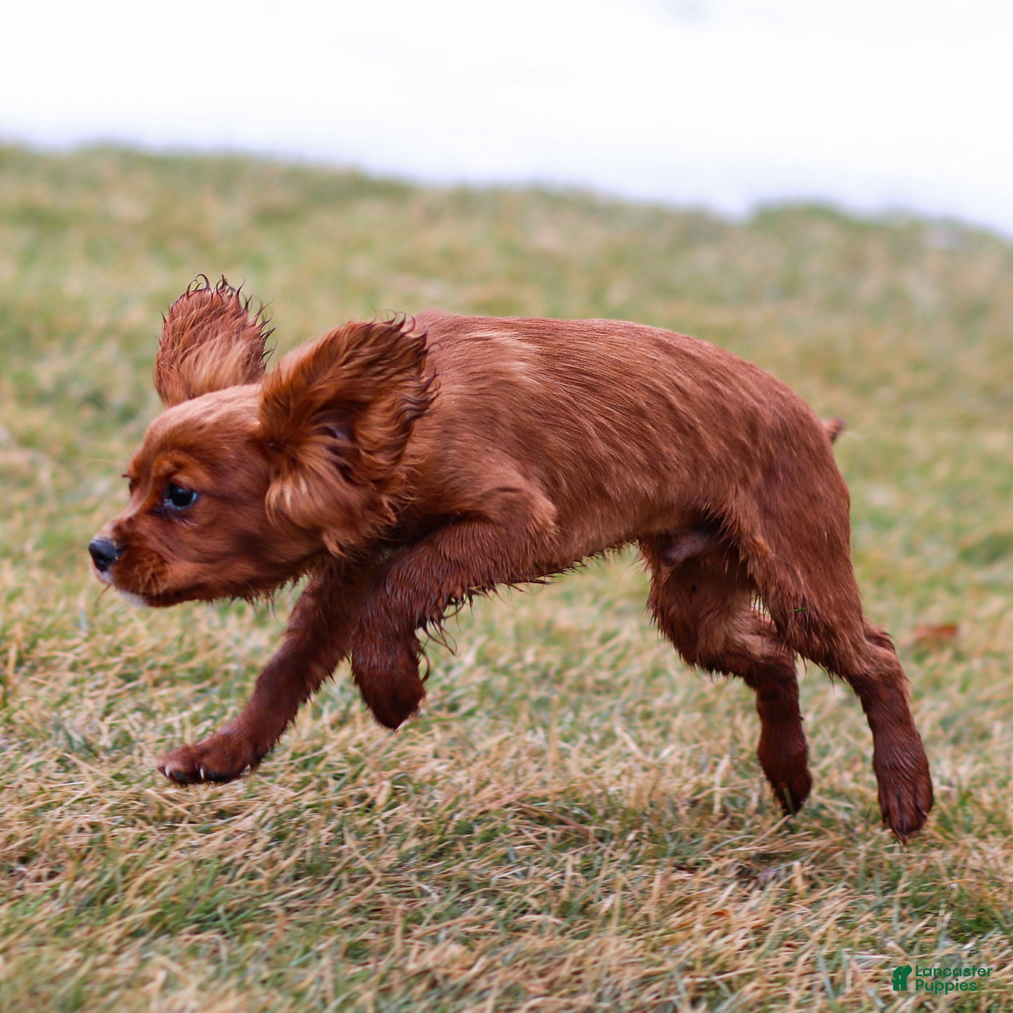 Cavalier King Charles Spaniel dogs Riley - Ad 1
