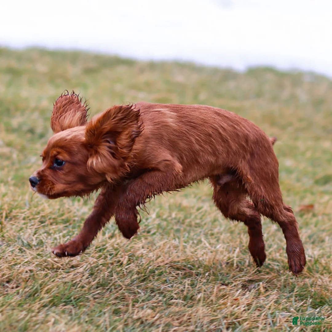Cavalier King Charles Spaniel dogs for sale: Riley - Ad 1