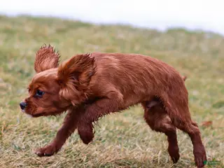 Cavalier King Charles Spaniel dogs for sale: Riley - Ad 1