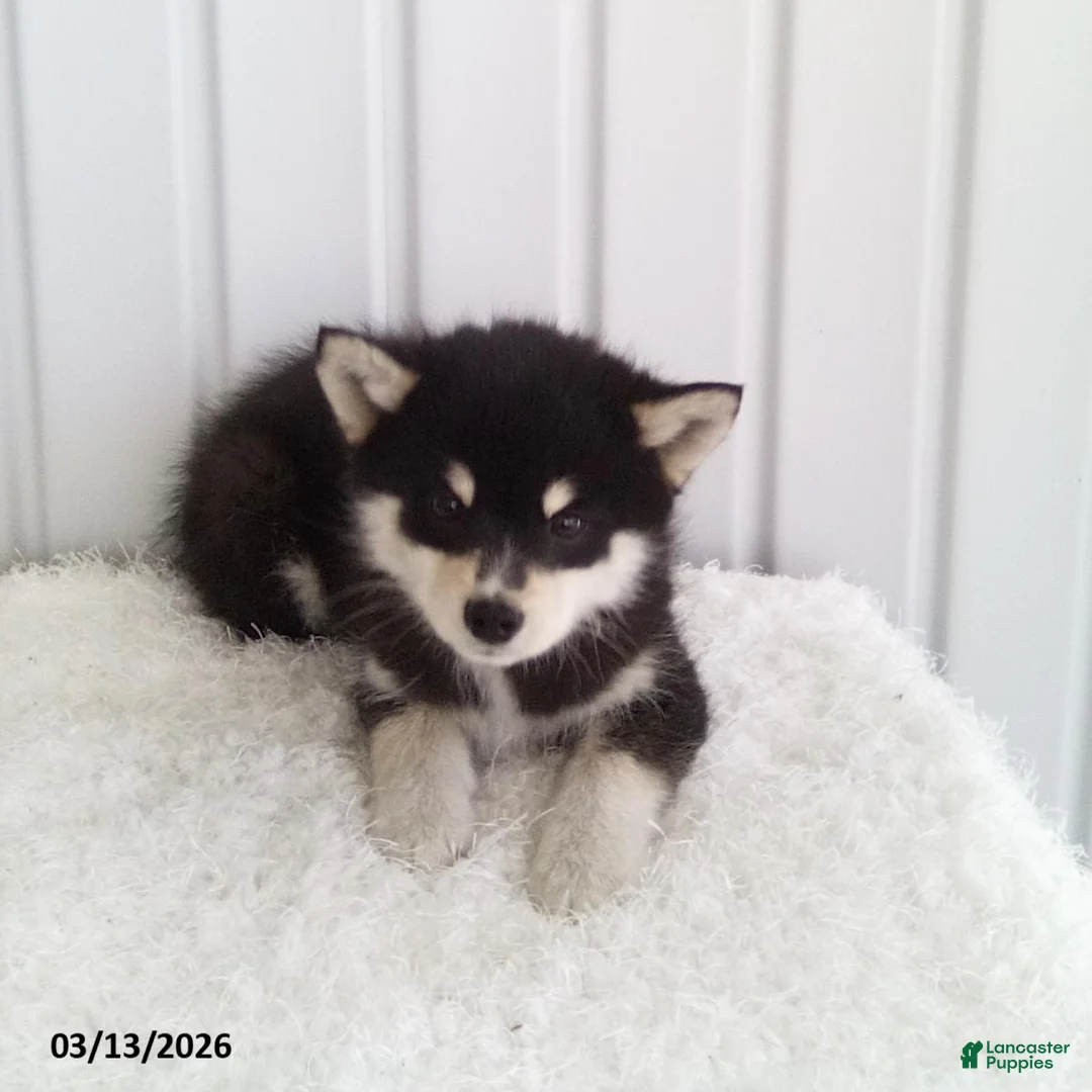 Pomsky dogs for sale: Lincoln - Ad 2