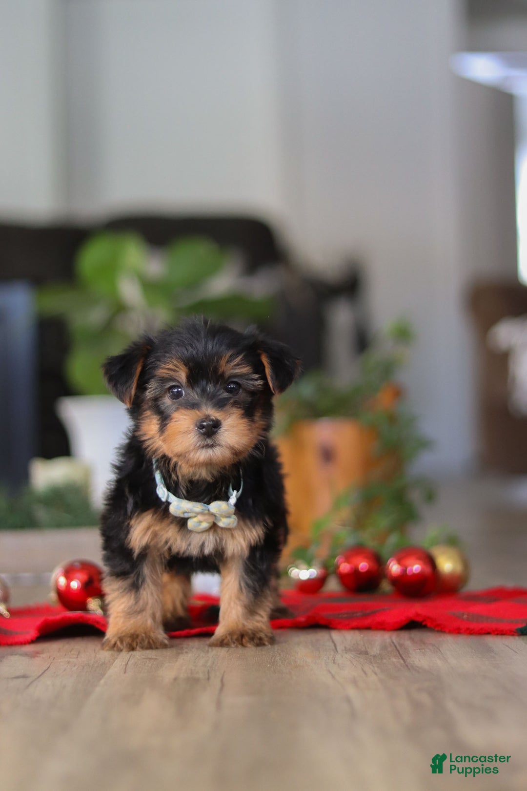 Morkie dogs for sale: Bailey - Ad 9