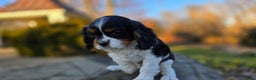 Cavalier King Charles Spaniel dogs for sale: Vivian - Ad 3