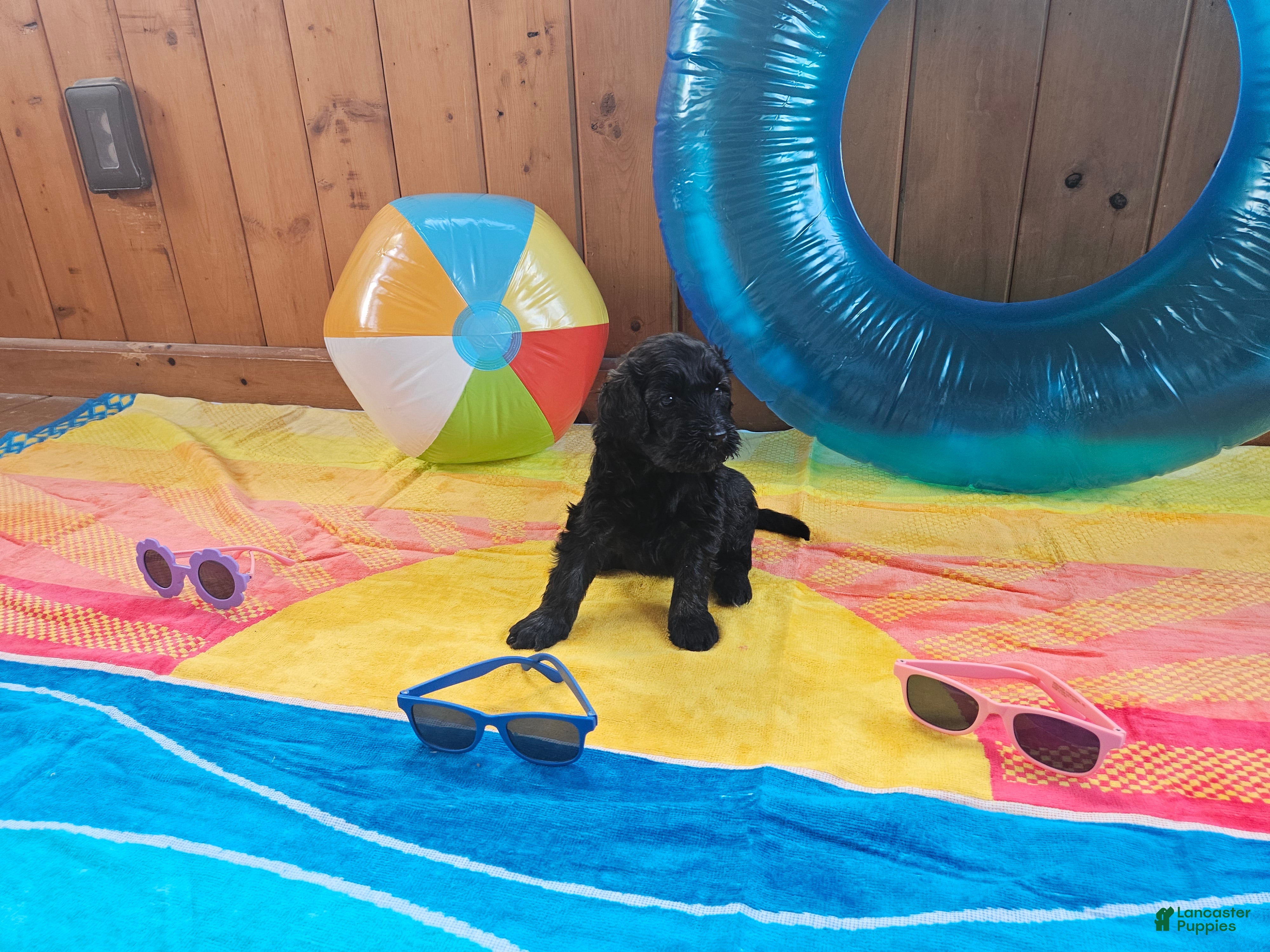 Portuguese Water Dog dogs Shadow - Ad 22