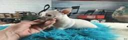 Chihuahua dogs for sale: Haleys white boy. Hand Delivery  - Ad 7