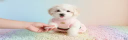 Maltipoo dogs for sale: ANGEL - Ad 4