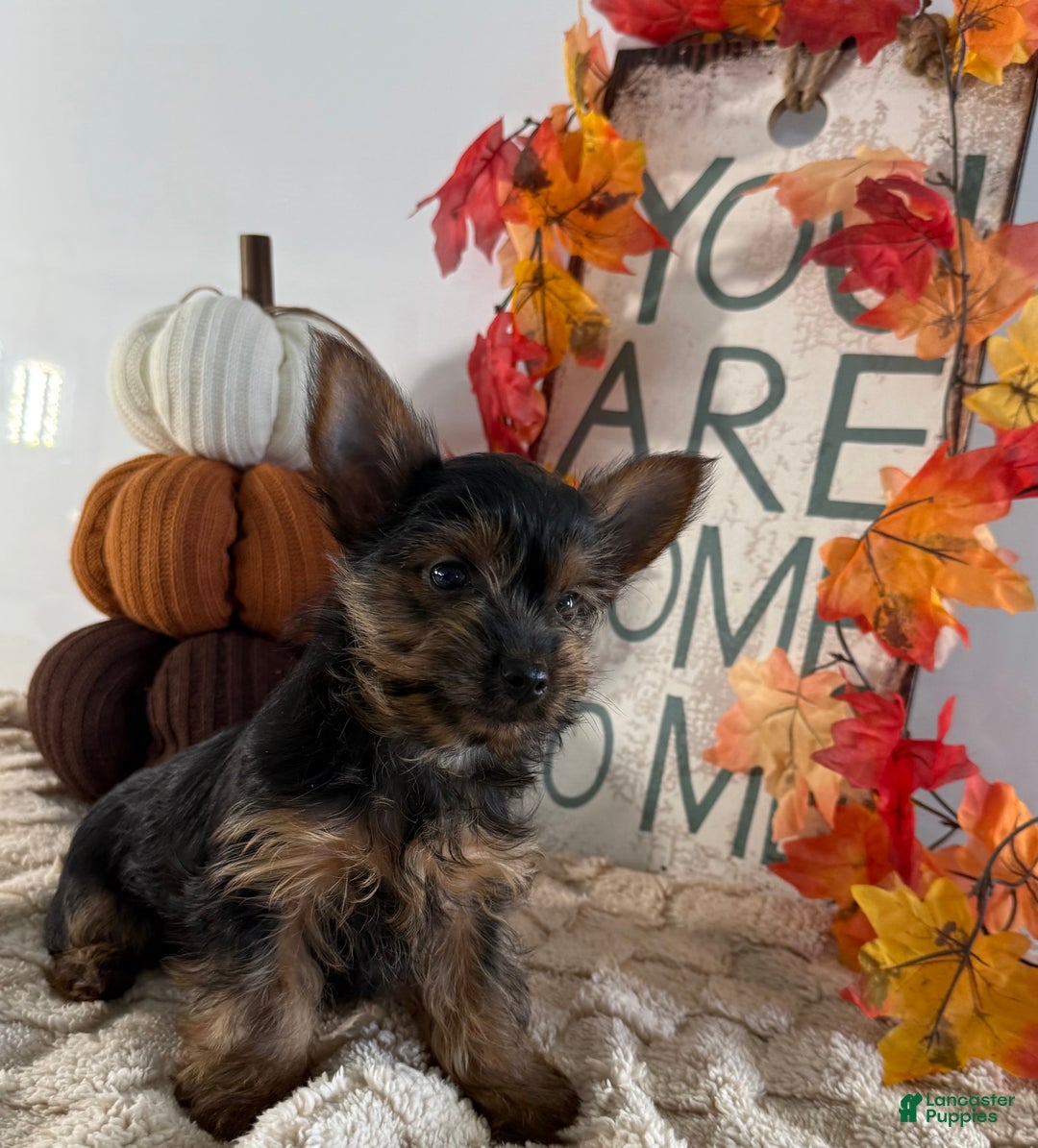 Yorkshire Terrier dogs for sale: Caesar - Ad 1