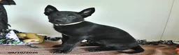 Belgian Malinois dogs for sale: Minerva - Ad 3