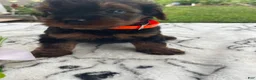 Yorkiepoo dogs for sale: Wally - Ad 2