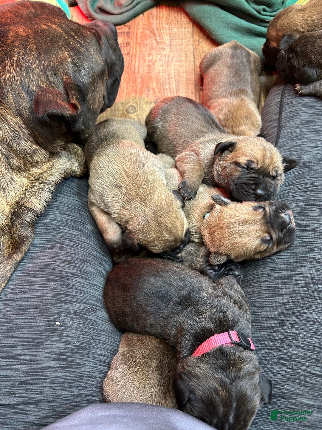 Cane Corso dogs for sale: Cane Corso Puppy 10 - Ad 2