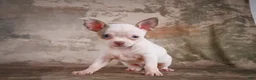 Chihuahua dogs for sale: Emmy - Ad 10