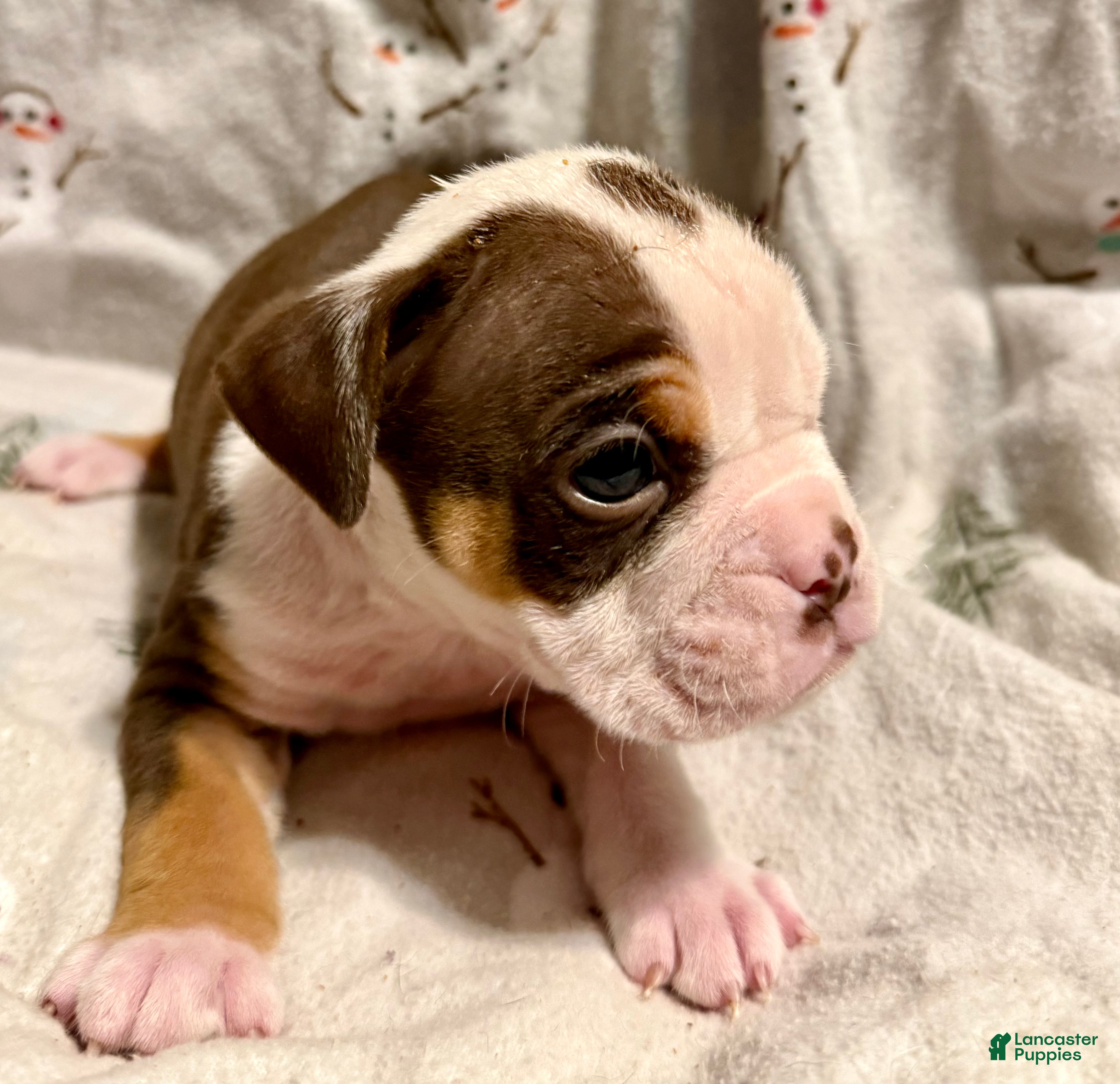 Olde English Bulldogge dogs Kayce - Ad 6