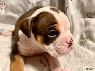 Olde English Bulldogge dogs Kayce - Ad 5