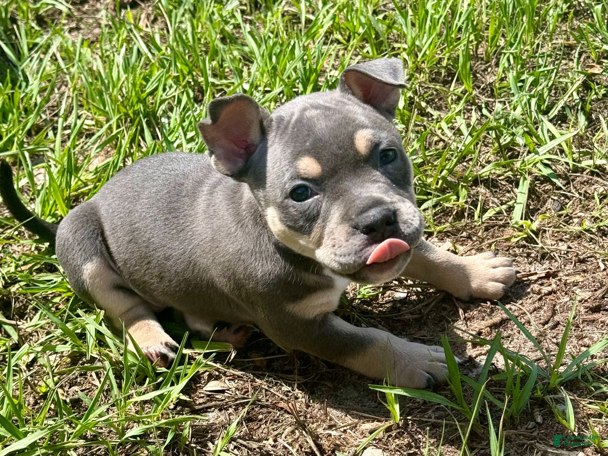 American Bully dogs for sale: Nixie - Ad 4