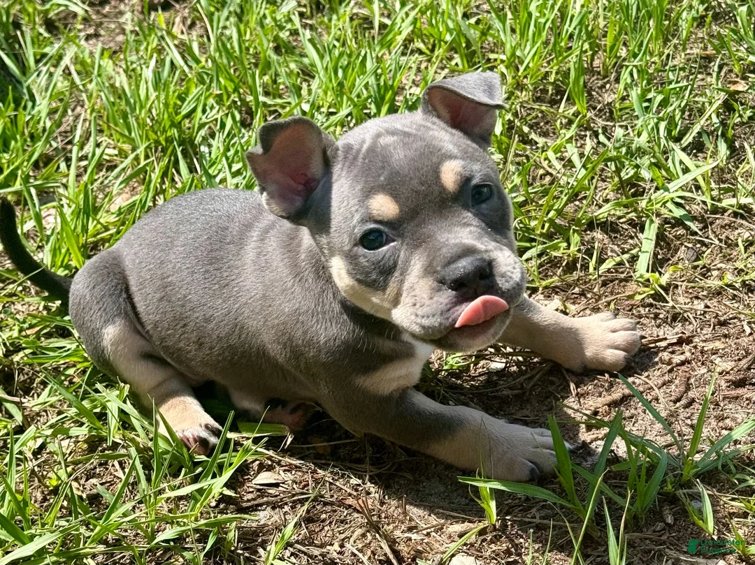 American Bully dogs for sale: Nixie - Ad 1