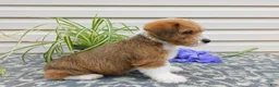 Corgipoo dogs for sale: Les - Ad 4