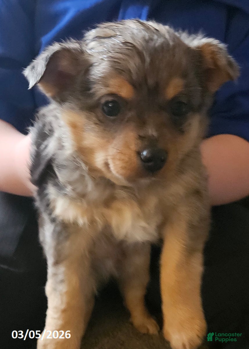 Mixed Breed dogs Smokey - Ad 1