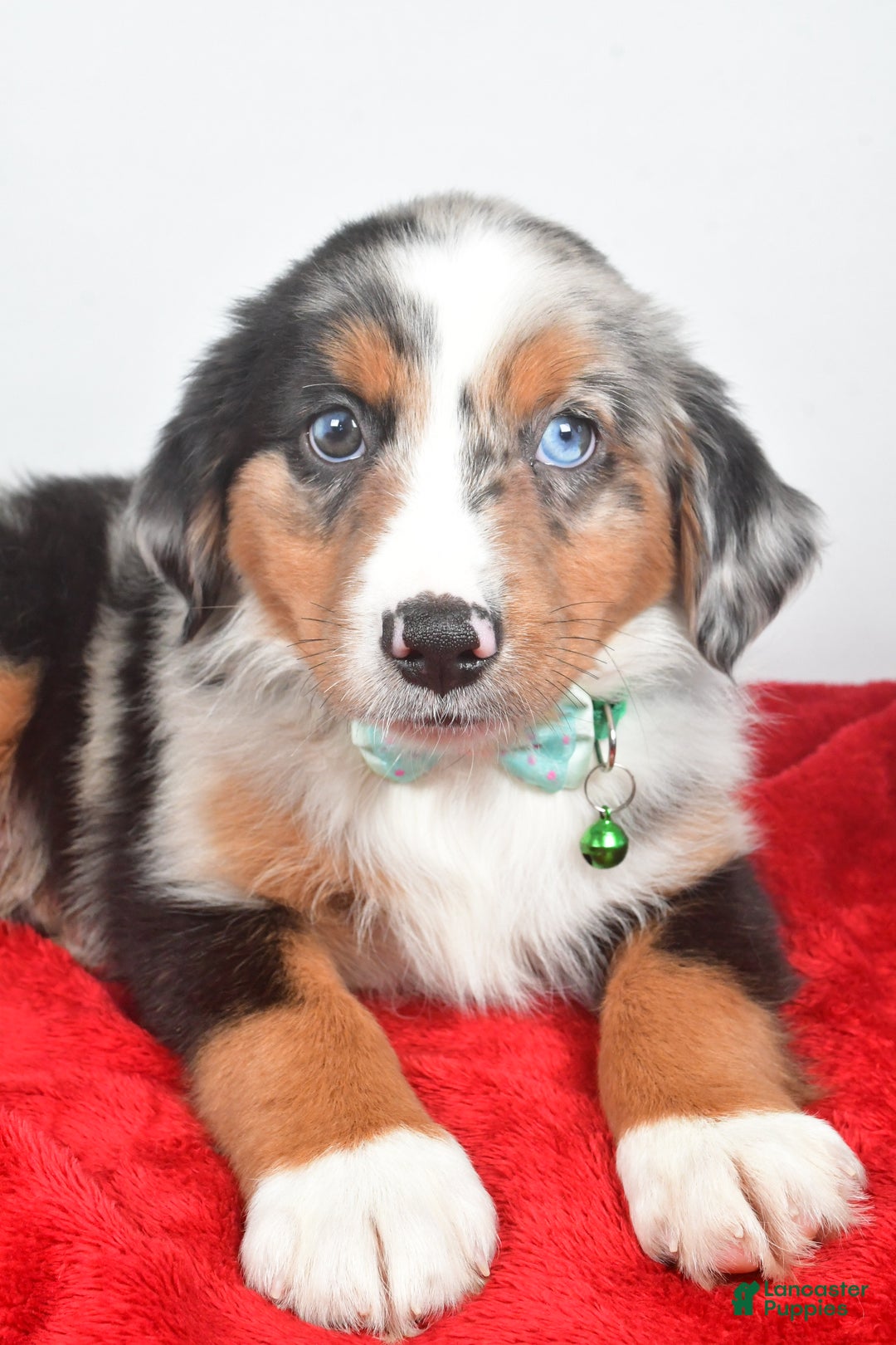 Miniature Australian Shepherd dogs for sale: Otto - Ad 4
